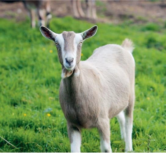 Goat in field